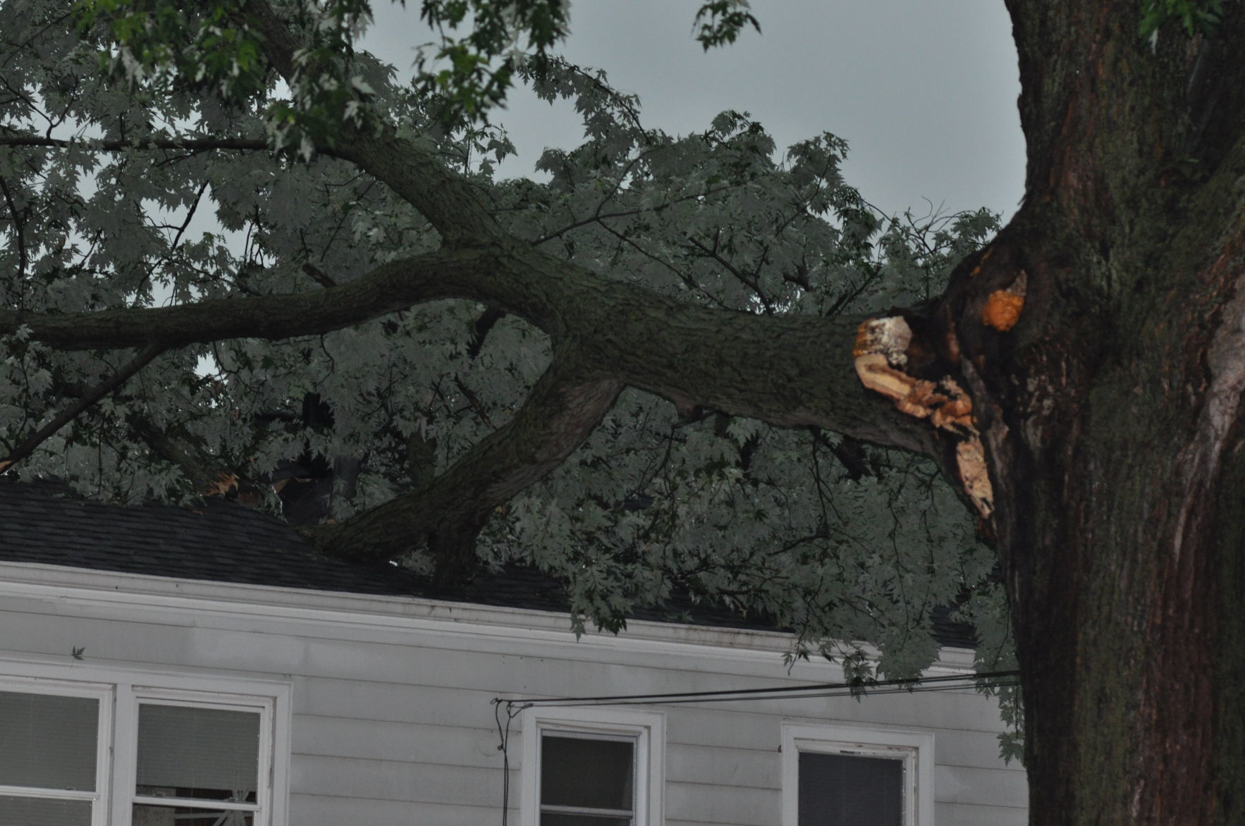 more tree 009.JPG